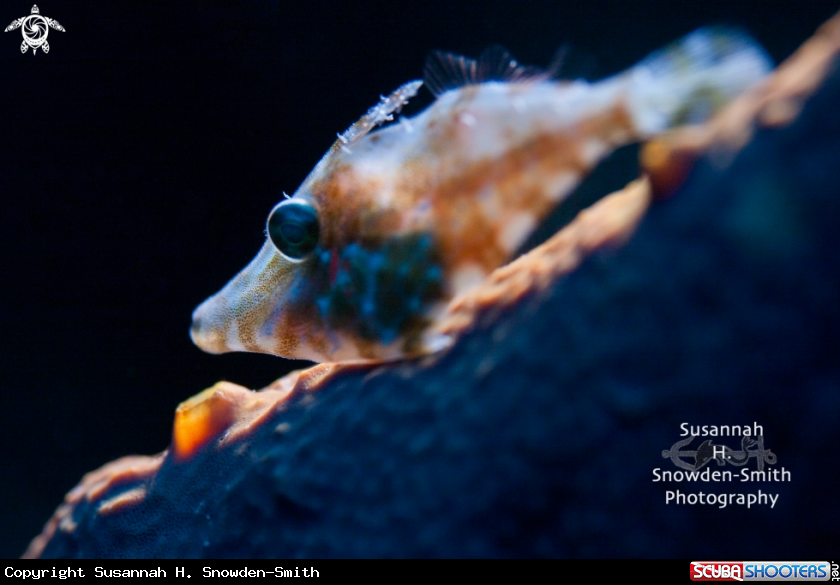A Juvenile Slender Filefish