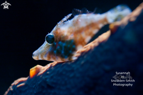 A Juvenile Slender Filefish