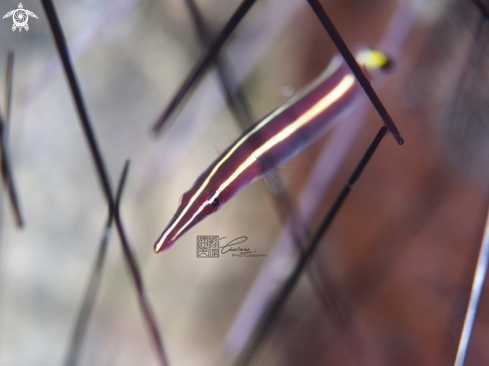 A Urchin Clingfish