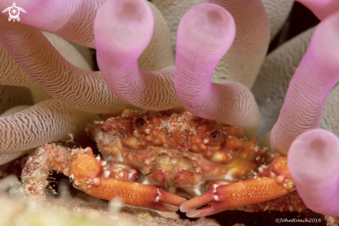 A Mithrax cinctimanus | Banded clinging crab