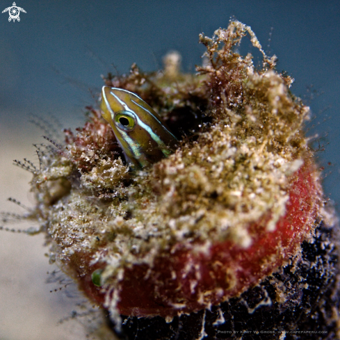 A Blenny