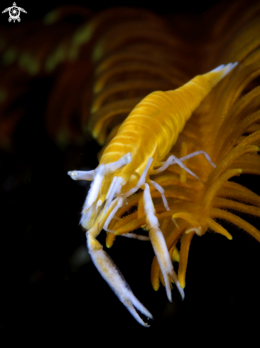 A Crinoid Shrimp