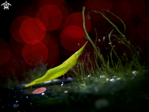 A Seagrass Shrimp