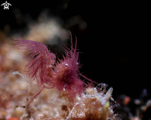 A Hairy shrimp