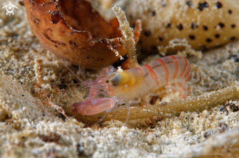 A Alpheopsis yaldwyni | Knall Krebs, Pistol crab