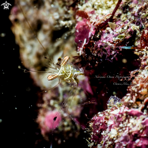 A Cuapetes platycheles (Holthuis, 1952)  | Caridean shrimp