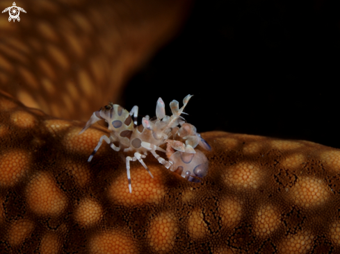 A Harlequin shrimp