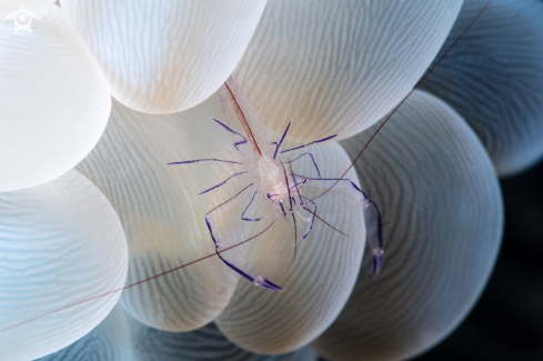 A Bubble Coral Shrimp