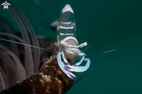 A Anemone Shrimp