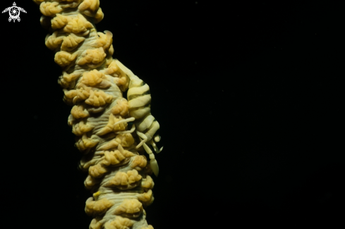 A Whip Coral Shrimp