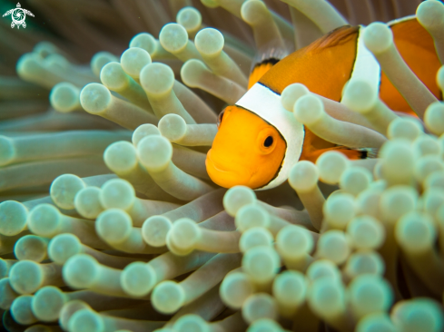 A Clownfish