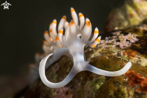 A Nudibranch