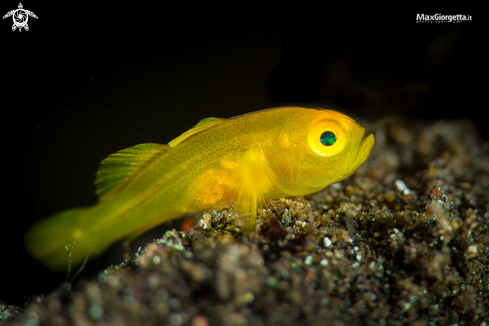 A yellow goby