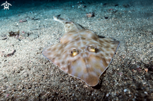 A Rhinobatos schlegelii Müller & Henle, 1841 | Brown guitarfish