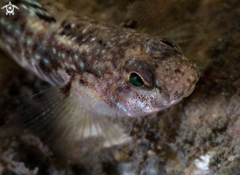 A Goby