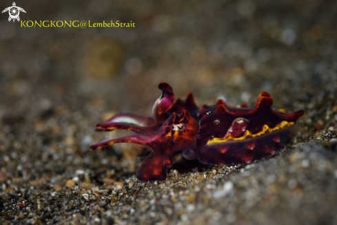 A Flambouyant cuttlefish