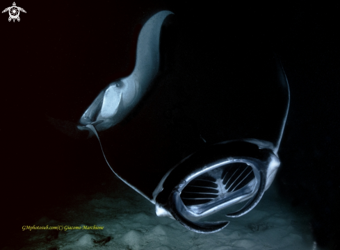 A Manta birostris