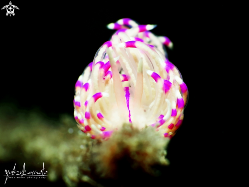 A Flabellina