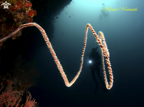 A Whip coral