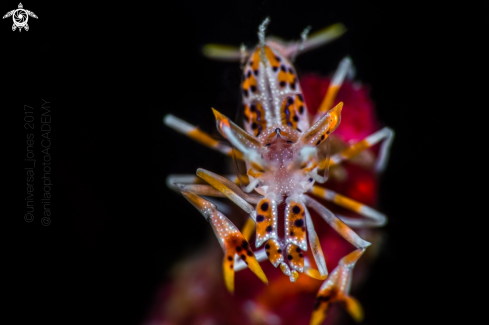 A Tiger Shrimp