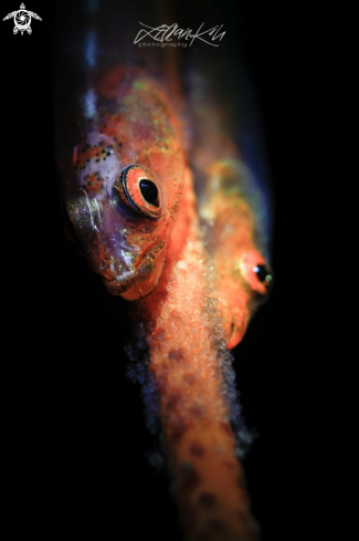 A Whip coral goby