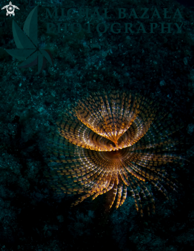 A feather duster worm