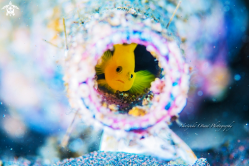 A Lubricogobius exiguus, Tanaka 1915 | Yellow pygmy-goby