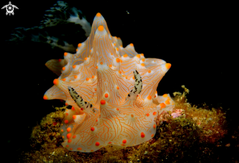 A Nudibranch