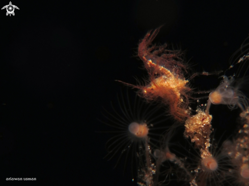 A Phycocaris simulans | Hairy Shrimp