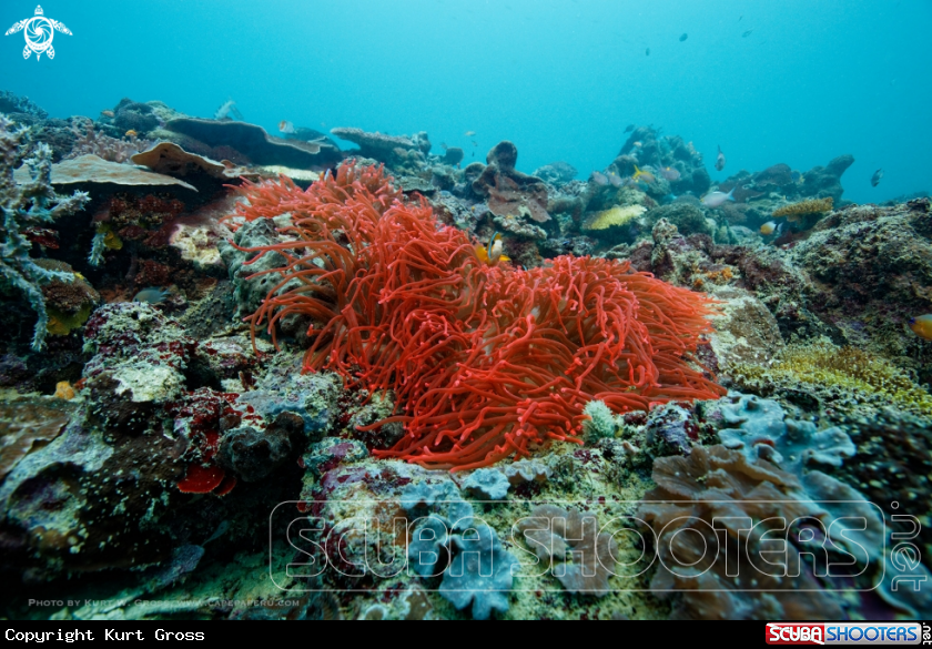 A Red Anemone