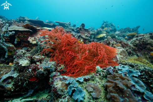 A Red Anemone