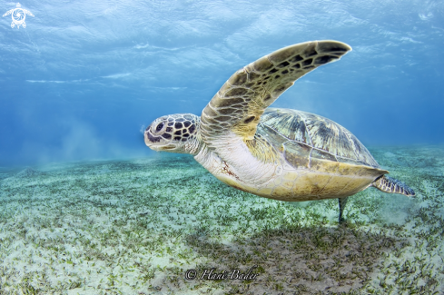 A green turtle