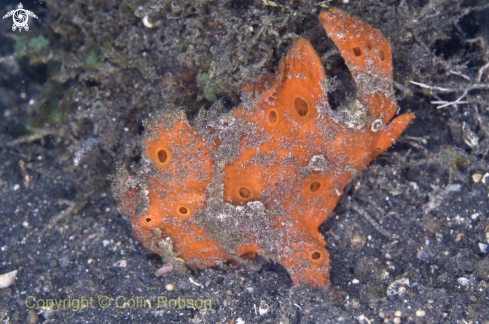 A Frog Fish