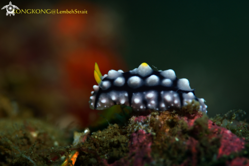 A Nudibranch