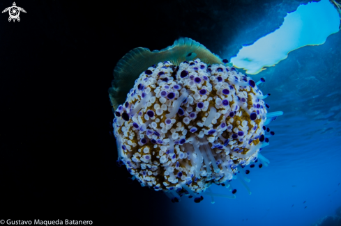 A Cotylorhiza tuberculata | Medusa huevo frito 