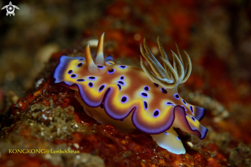 A Nudibranch