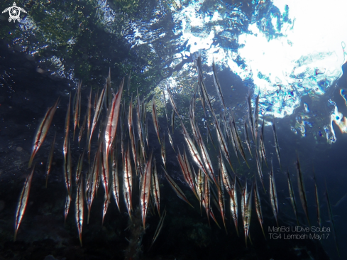 A Razor Fish