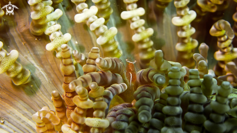 A Periclimenes Ornatus | Anemone Shrimp