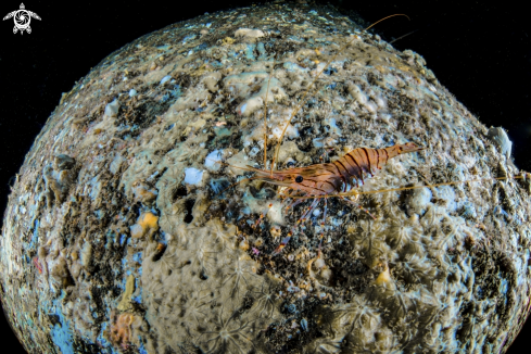 A Common Palaemon Shrimp