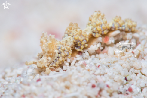 A Creutzberg's Spurilla | Nudibranch
