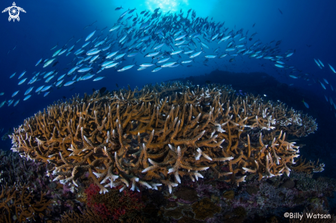 A Staghorn coral reefscape