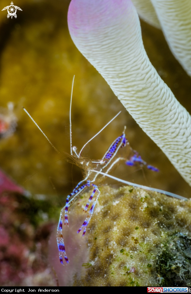 A Pederson Cleaner Shrimp