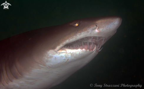 A Carcharias taurus | Grey Nurse Shark