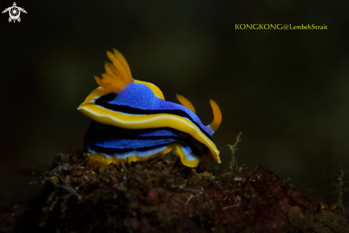 A Nudibranch