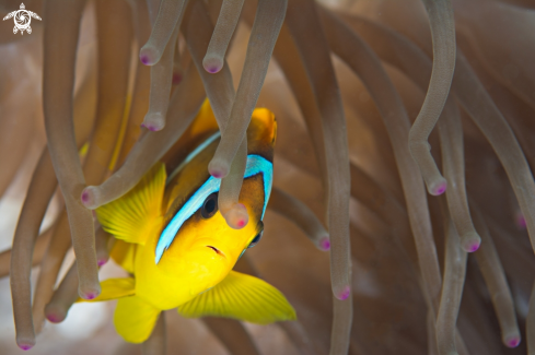 A Amphiprion bicinctus  | clownfish 
