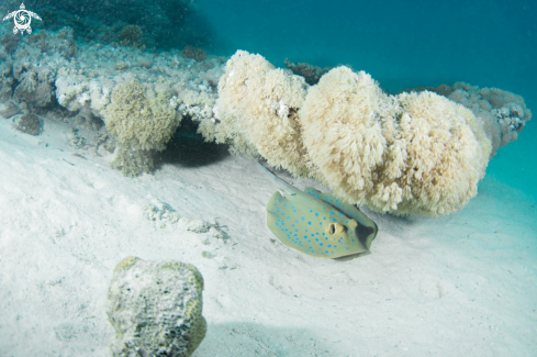 A Stingray