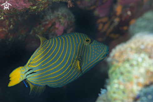 A Balistapus undulatus | triggerfish