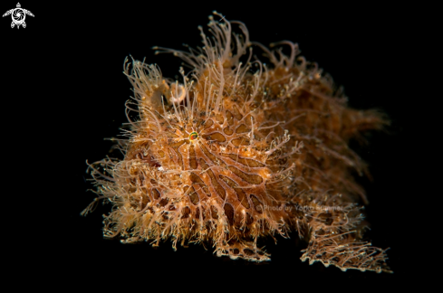 A Hairy Frogfish