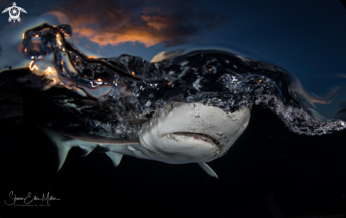 A Reef shark