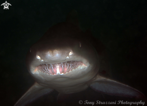 A Carcharias taurus | Grey Nurse Shark